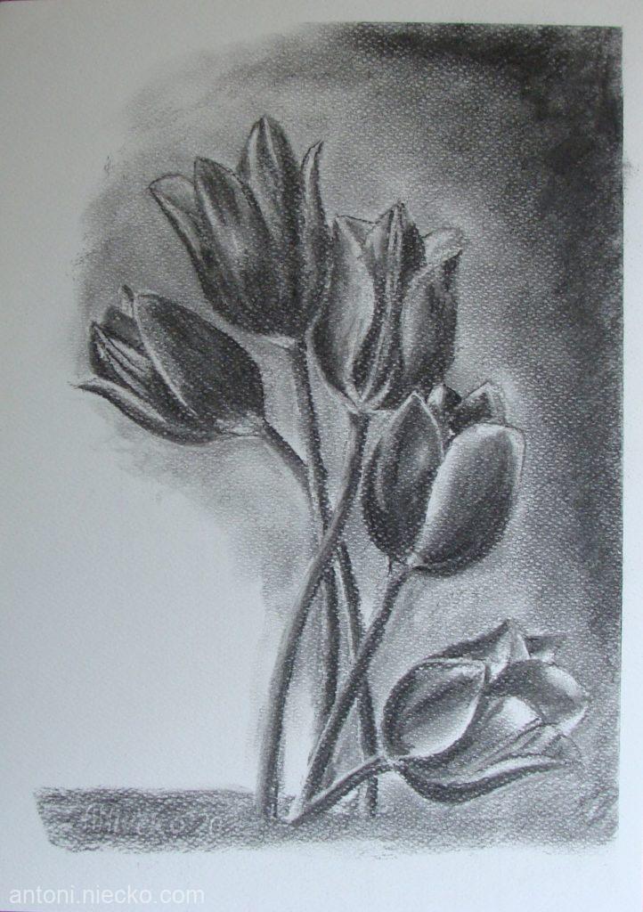Rysunek węglem. Tulipany